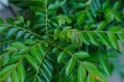 খালি পেটে শুধুই একটি পাতা, কোষ্ঠকাঠিন্যের মহৌষধ! মোমের মতো গলায় মেদ...প্রেশার-সুগারের ছুটি