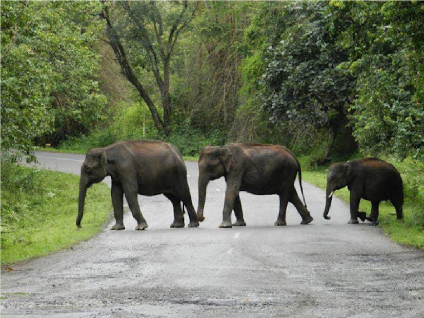 *গরুমারা ও নেওড়া ভ্যালি জাতীয় উদ্যানের সমস্ত ওয়াচ টাওয়ারে এখন থেকে পর্যটকদের মাথাপিছু এন্ট্রি ফি মুকুব করা হয়েছে। এমনকি চাপরামারি অভয়ারণ্যেও এই সিদ্ধান্ত কার্যকর করা হয়েছে। এডি এফ রাজীব দে জানিয়েছেন, গরুমারা ও চাপরামারির ছ'টি ওয়াচ টাওয়ারে আগে যেখানে ২০০ টাকা করে এন্ট্রি ফি নেওয়া হতো, সেখানে এখন আর কোনও ফি নেওয়া হবে না। ফাইল ছবি।