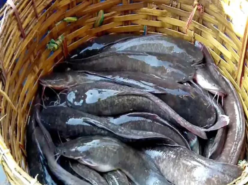 বড় মাঙ্গুর মাছ: বাজারে গেলেও বড় সাইজের মাঙ্গুর মাছ কেনা বন্ধ করুন। ছোট মাগুর কিনুন। কারণ বেশিরভাগ ক্ষেত্রেই মাছের আকার দ্রুত বাড়ানোর জন্য অনেক সময় অনেক ধরনের হরমোন তার শরীরে প্রবেশ করানো হয়, যা সবার জন্য খুবই ক্ষতিকর। 