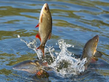 মাছের সঙ্গে ভুলেও ছোঁবেন না এই ৭ খাবার! পেটে গেলেই 'বিষাক্ত', আপনিও ভুল করছেন?