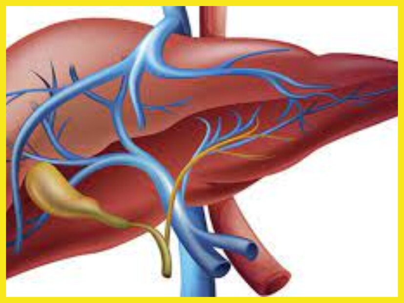 হার্ট থাকে অত্যন্ত পরিমাণে ভাল, ভিটামিন সি থাকে ধমনী জুড়েই শরীর থাকবে সত্যিকারের ভাল ৷ জানুয়ারি ২০২৩-এ দ্য জার্নালে জানতে পারা গিয়েছে গ্যাসট্রোএন্ট্রোরলজিতে প্রকাশিত একটি অধ্যয়নে জানতে পারা গিয়েছে গ্যাস্ট্রোর সমস্যা দূর করে অতি সহজেই ৷ প্রতীকী ছবি ৷