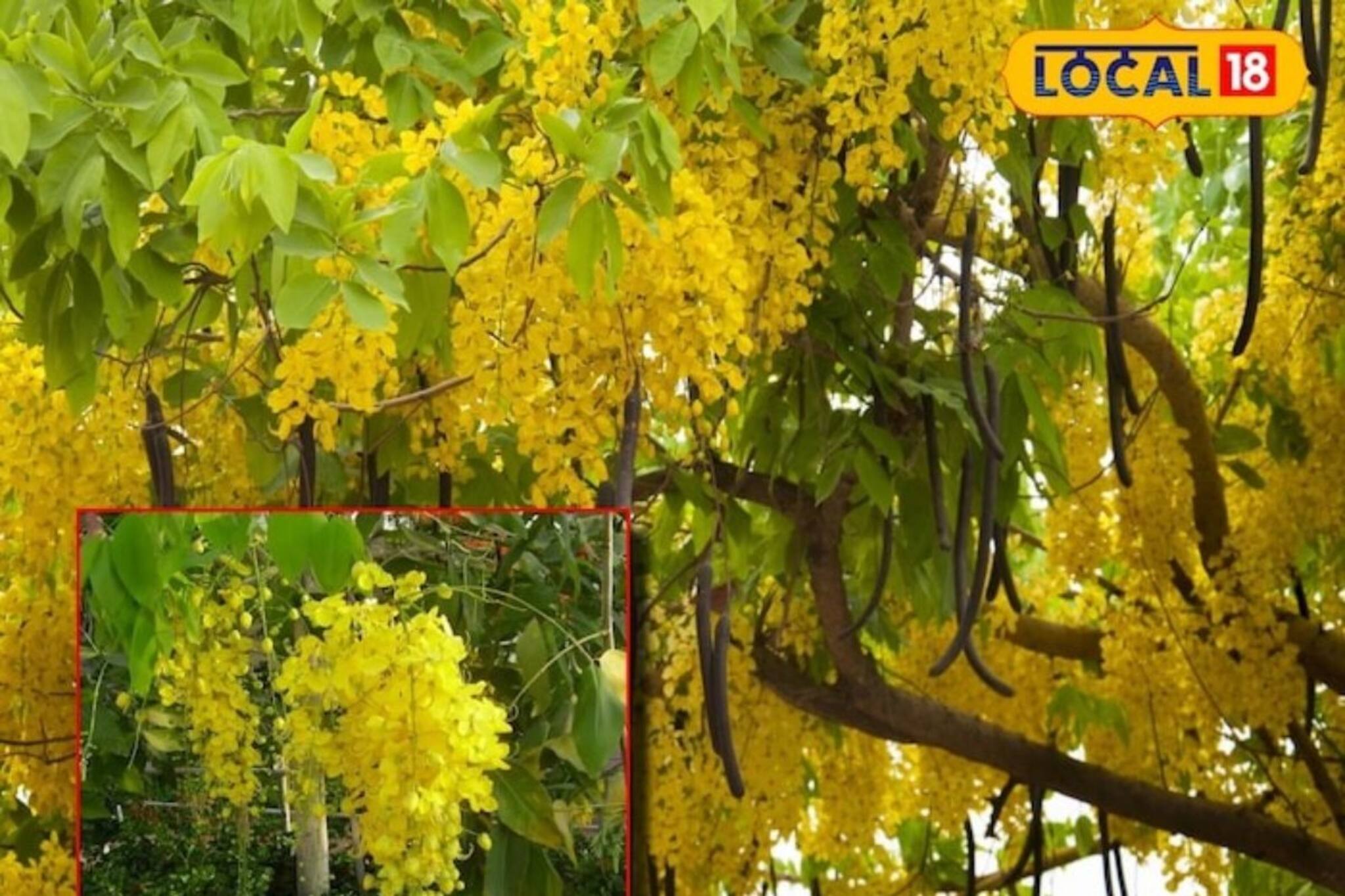 ফল-ফুল-পাতা কিচ্ছু ফেলবেন না, এক চুমুকেই বেরিয়ে আসবে পেটের নোংরা ময়লা