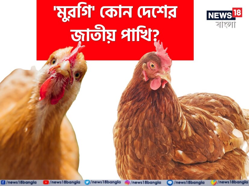  প্রতিটি দেশই নির্দিষ্ট একটি  জাতীয় পশু বা জাতীয় পাখি নির্বাচিত করে। বলুন তো, 'মুরগি' কোন দেশের জাতীয় পাখি। এই প্রশ্নের উত্তর কিন্তু অনেকের কাছেই অজানা।