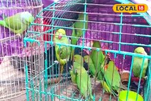 গুমা বাজারে খাঁচায় বন্দি টিয়াপাখিগুলি কারা কিনছিল? কী করতে? হাতেনাতে ধরল অফিসার
