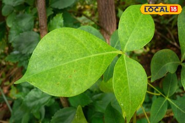 পুজোর কাজে আবশ্যক, বদহজম বা ডায়াবেটিসের মহৌষধি,চিবিয়ে খেলেই পাবেন উপকার পুজোর কাজে আবশ্যক, বদহজম বা ডায়াবেটিসের মহৌষধি,চিবিয়ে খেলেই পাবেন উপকার