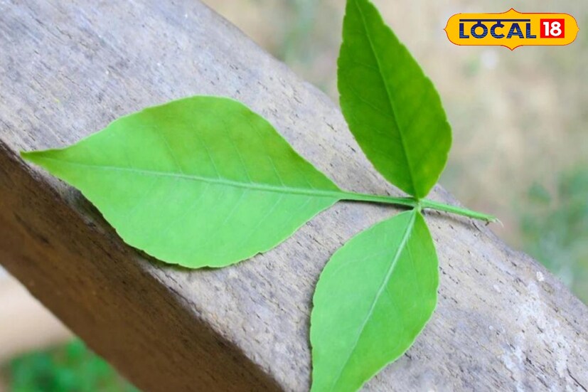 হার্টের স্বাস্থ্যের জন্য দারুণ উপকারী বেলপাতা। হৃদযন্ত্রকে শক্তিশালী করতে সাহায্য করে। রোজ সকালে খালি পেটে বেলপাতা খেলে হার্ট অ্যাটাক, উচ্চ রক্তচাপের ঝুঁকি কমে।