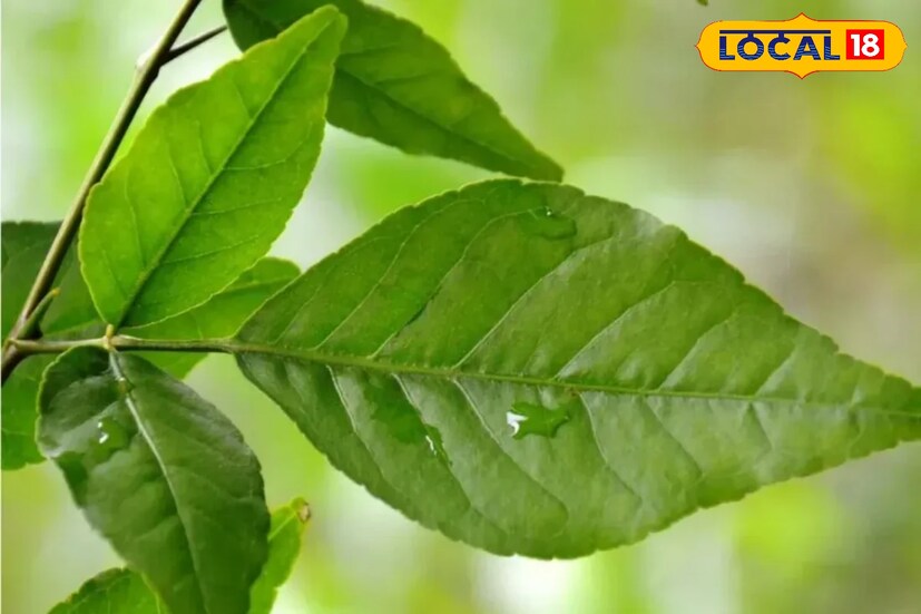 বেলপাতা ডায়াবেটিস রোগীদের জন্য মহৌষধি হিসেবে কাজ করবে। কারণ বেল পাতায় রয়েছে অ্যান্টি ডায়াবেটিক উপাদান। যা ব্লাড সুগারকে নিয়ন্ত্রণে রাখতে সাহায্য করে। 