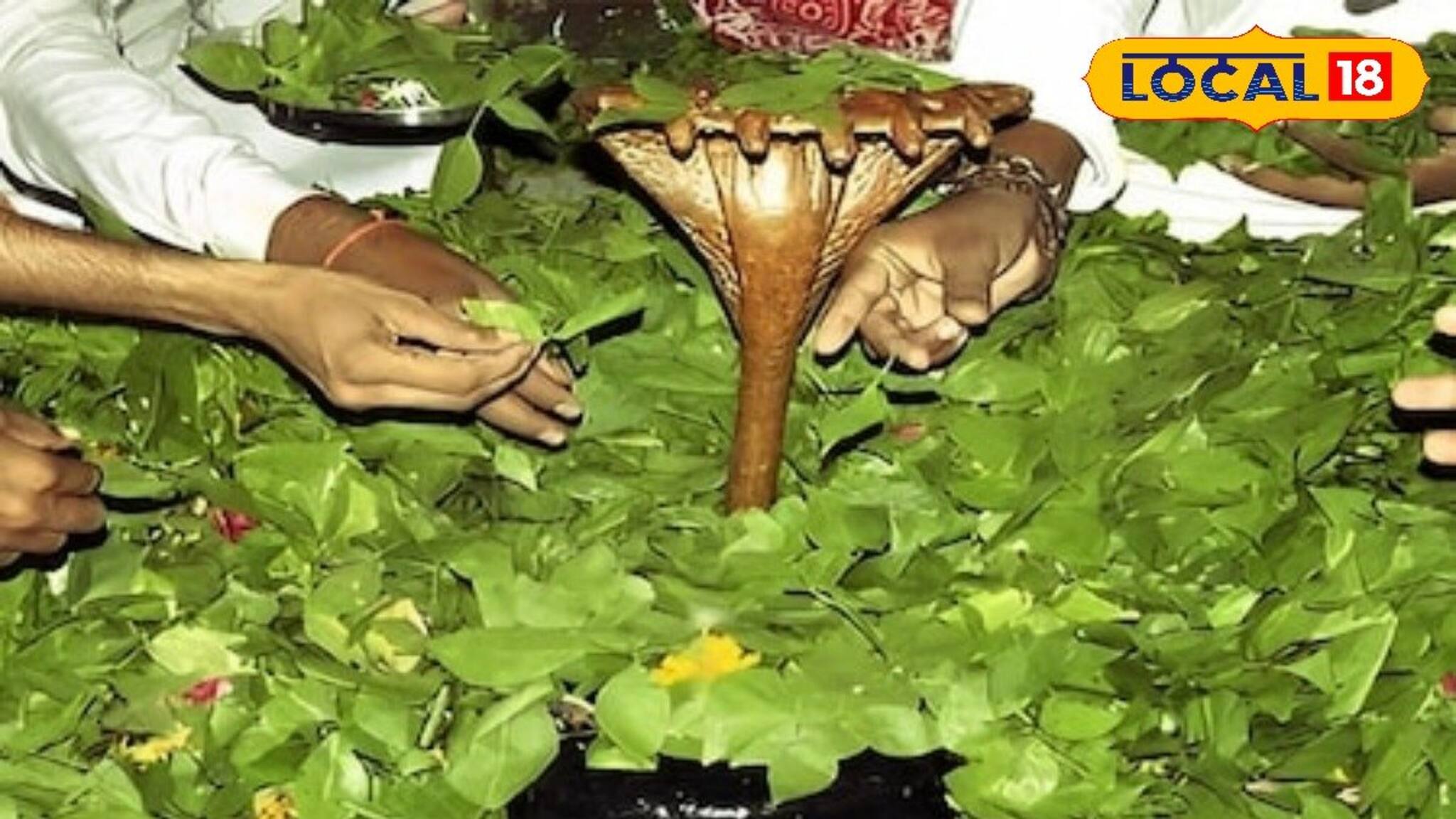 পুজোর কাজে আবশ্যক, বদহজম বা ডায়াবেটিসের মহৌষধি,চিবিয়ে খেলেই পাবেন উপকার