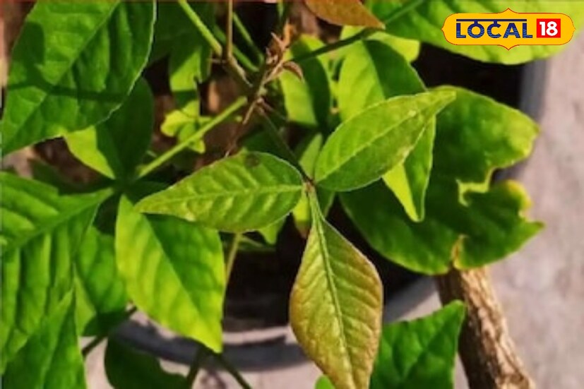 স্বাস্থ্য গুনেও ভরপুর একটি বেলপাতা। যা খেলে ম্যাজিকের মত একাধিক ফল পাবেন। পুষ্টিবিদ দীপঙ্কর ঘোষ জানান, 