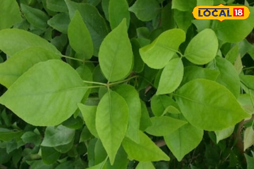 এই বেলপাতায় এমন কিছু উপাদান রয়েছে, যা আমাদের শরীরের ইমিউনিটি বুস্টার হিসেবে কাজ করে, ফলে নিয়ম করে বেলপাতা খেতে পারলে শরীর সুস্থ রাখা যাবে। 