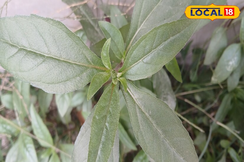 এ প্রসঙ্গে ডাঃ সৌরেন্দু শেখর বিশ্বাস জানান, কেশুতি পাতা চুলে মাখলে চুল কালো এবং চুলের গোড়া শক্তপোক্ত হবে। তবে অধিকাংশ মানুষ ভুল নিয়মে ব্যবহার করে তাই উপকার সঠিক পায়না। প্রথমে ছায়ায় শুকিয়ে নিতে হবে কেশুতি গাছের পাতা। কয়েকদিন শুকনো পাতা তেলে ভিজিয়ে রাখার পর। সেই তেল ছেঁকে ব্যবহার করলে উপকার পাওয়া যেতে পারে।