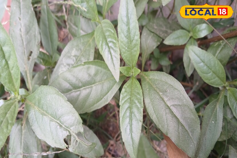 এই জিনিস গ্রামবাংলায় ছড়িয়ে রয়েছে বাড়ির আনাচে- কানাচে। রাস্তার পার্শ্ববর্তীতে এক দেড় ফুট উচ্চতার আগাছার মত জন্মানো গাছই চুলের জন্য মহাঔষধি। খুব সহজে ব্যবহার করা যেতে পারে ' কেশুতি '। 