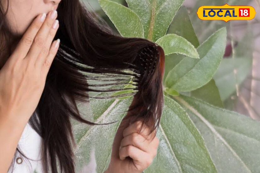 আশ্চর্যের বিষয় হল, কাড়ি কাড়ি খরচ ছাড়া মাথার চুল একেবারে মখমলের মত সুন্দর ও শক্তপোক্ত হবে। আদিকালে এই জিনিস ব্যবহার করেই বেশিরভাগ মানুষ চুলের পরিচর্যা করত মানুষ।