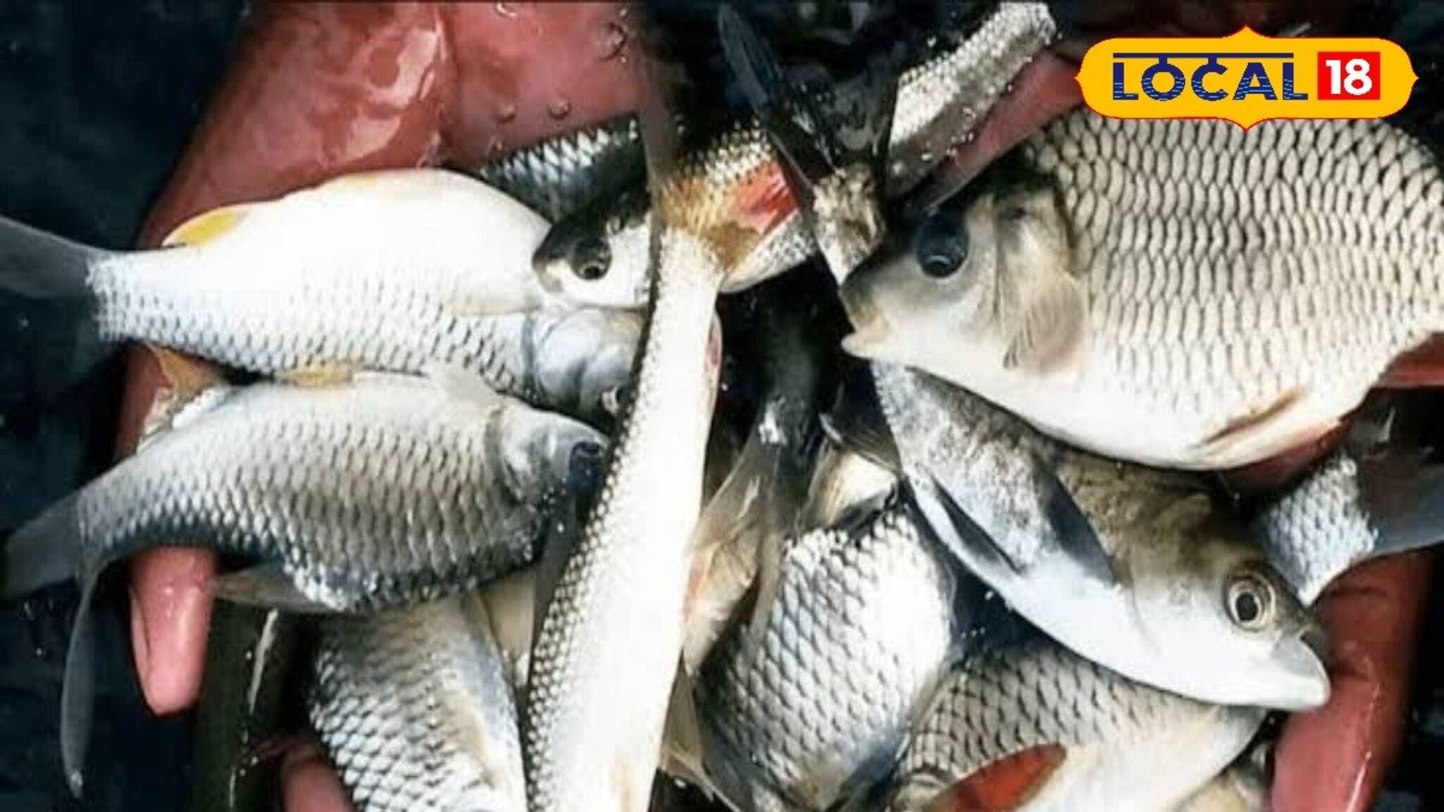 শীতকালে কোন মাছ চাষ করলে মুনাফা বাড়বে? রইল বিস্তারিত