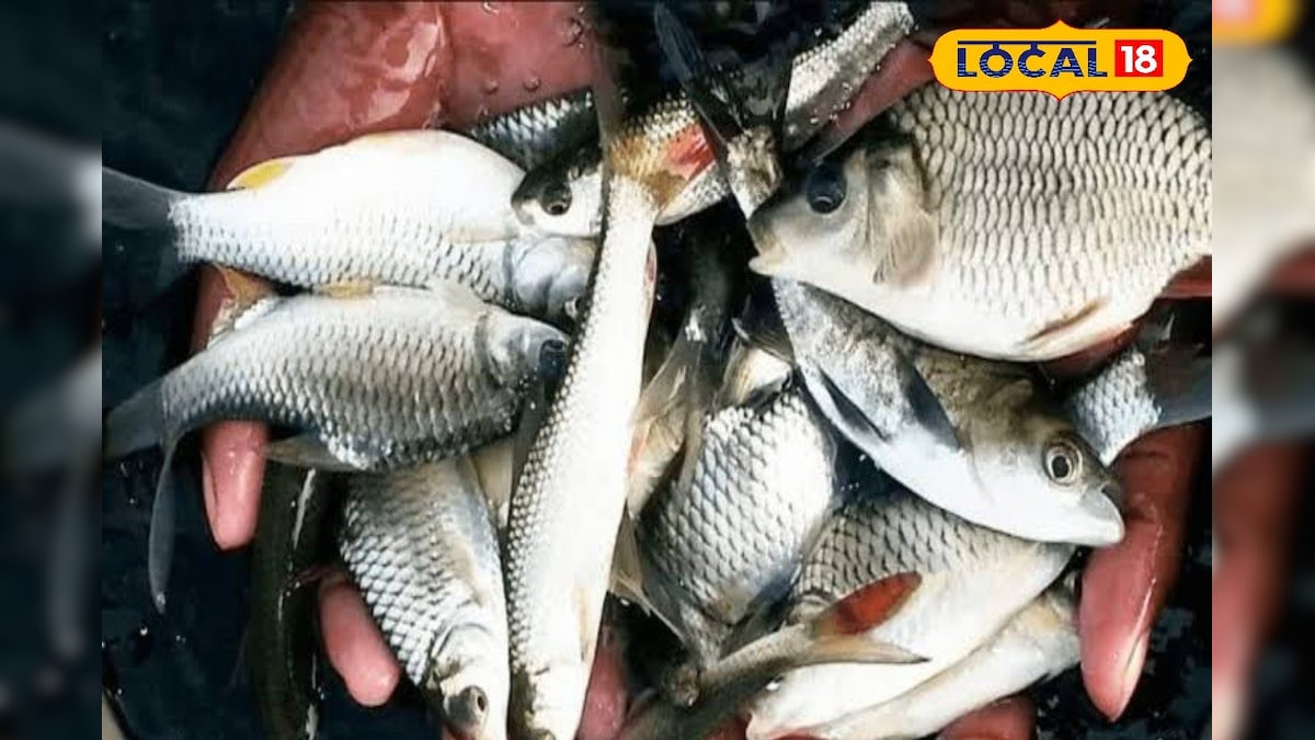 Do you know which fish farming is more profitable in winter, এছাড়াও শীতকালে ক্যাটফিসের মধ্যে শিঙি, মাগুর, টেংরা কিংবা পাবদা মাছ চাষ করতে পারেন। এই সব প্রজাতির মাছ ৪-৫ ডিগ্রি তাপমাত্রাতেও খাবার খেয়ে দ্রুত বাড়তে সক্ষম।