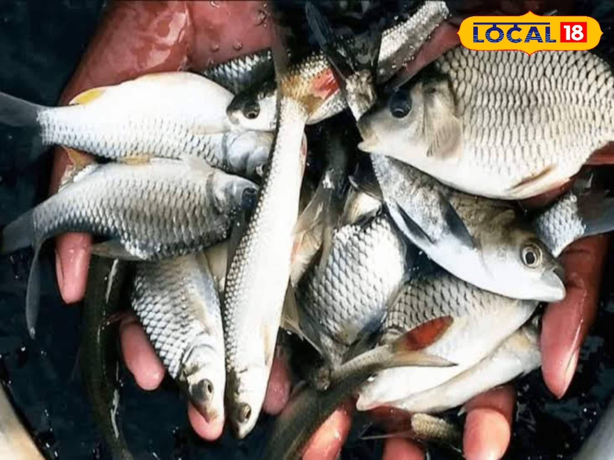 শীতকালে কোন মাছ চাষ করলে মুনাফা বাড়বে? রইল বিস্তারিত