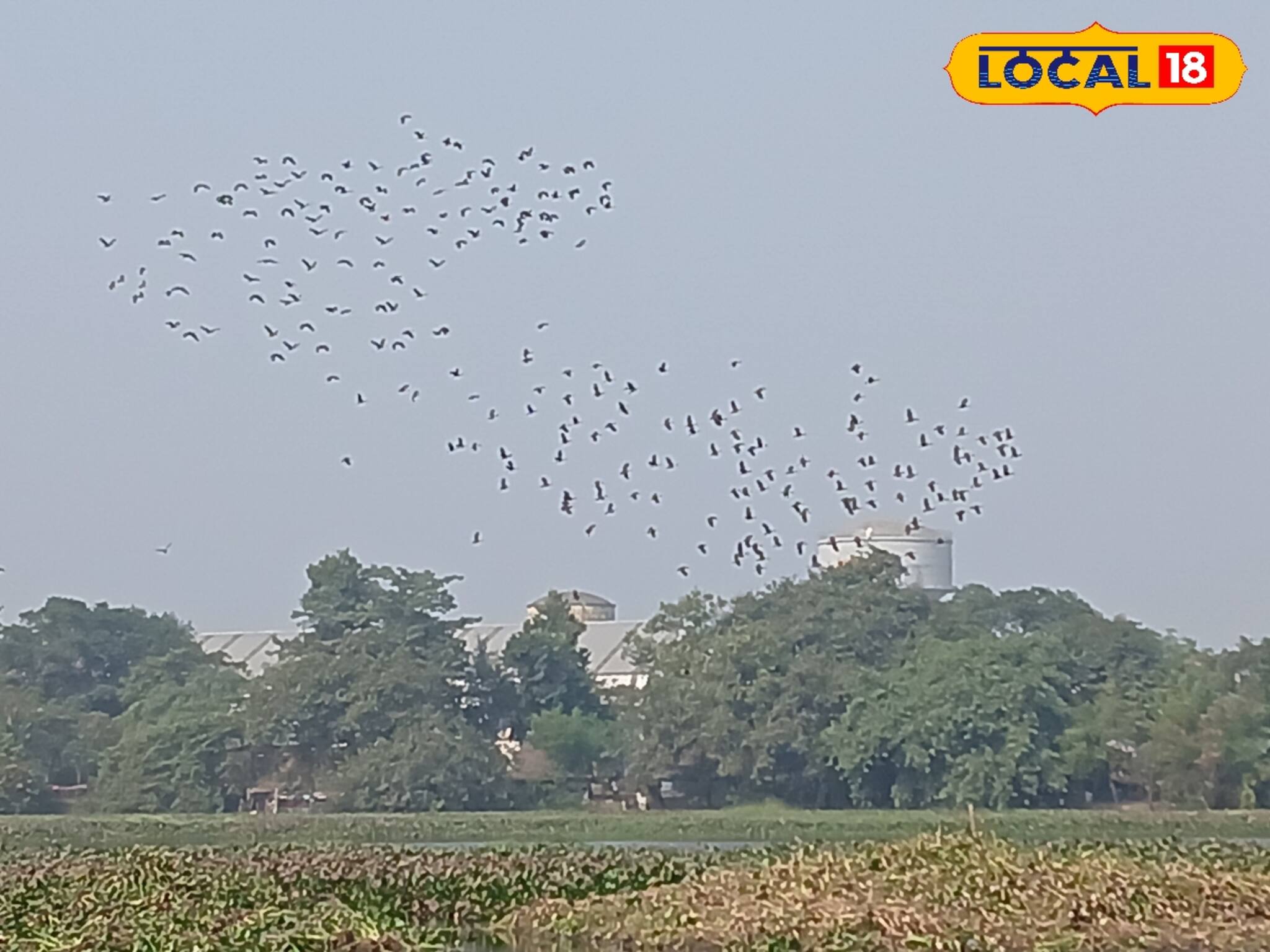 নেমে দাঁড়িয়েছে ১০ শতাংশে! কেন এমন যা-তা অবস্থা হল সাঁতরাগাছি ঝিলের?