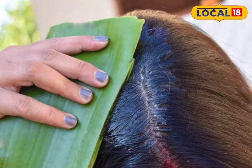 চুলের পক্ষে অ্যালোভেরা অত্যন্ত উপকারী। চুলে অ্যালোভেরা জেল লাগালে শিকড় মজবুত হয়। এই জেলে উপস্থিত অ্যান্টি ফাঙ্গাল ও অ্যান্টিব্যাক্টিরিয়াল উপাদান খুশকির সমস্যা থেকে মুক্তি দেয়।