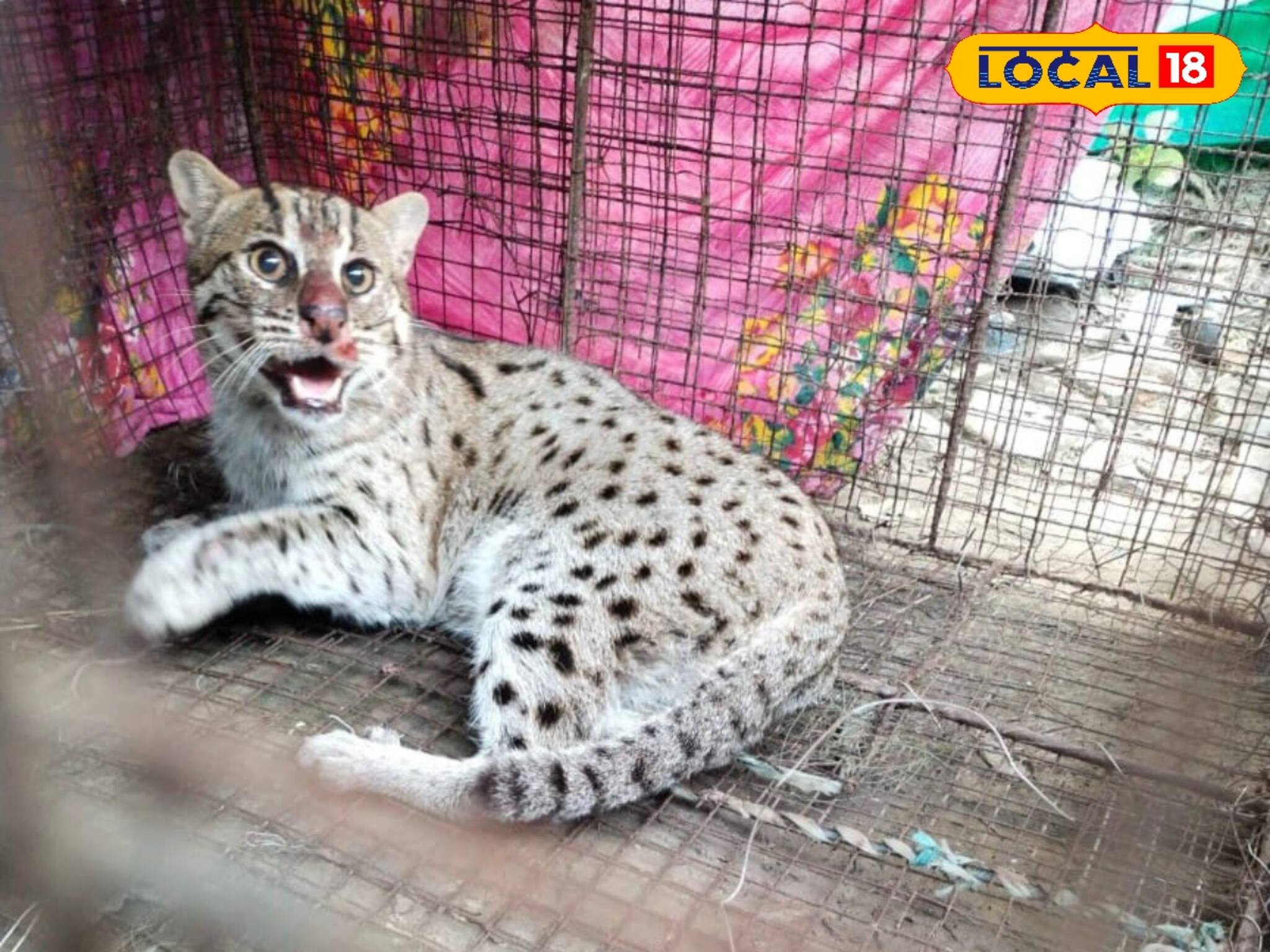 জিনাত আতঙ্ক শেষ হতেই খাঁচায় এ কোন প্রাণী! ঠিক যেন চিতাবাঘ