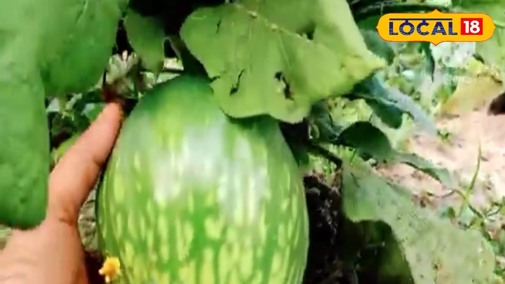 রাজ্যের সবচেয়ে বড় বেগুন, একটার ওজন দু কিলো! দেখলে চমকে যাবেন, কত দাম জানেন?