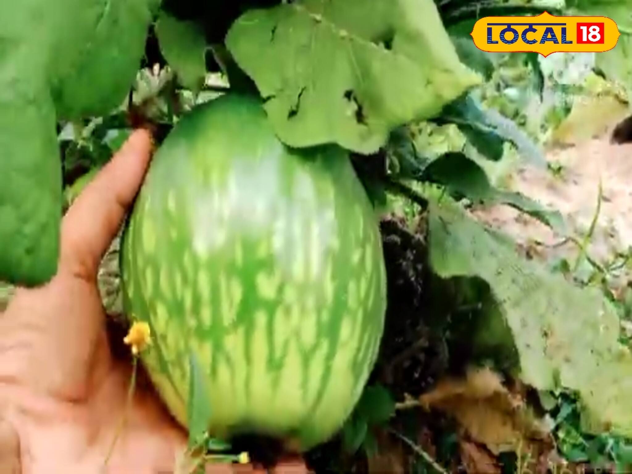 রাজ্যের সবচেয়ে বড় বেগুন, একটার ওজন দু কিলো! দেখলে চমকে যাবেন, কত দাম জানেন?