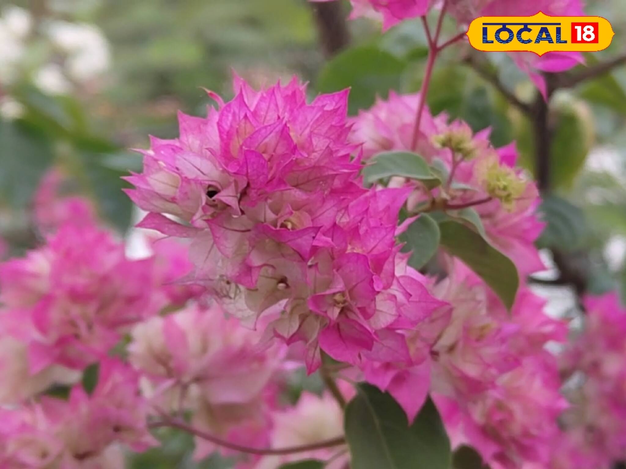 অবসরপ্রাপ্ত এই কর্মী ছাদে লাগালেন এমন ফুলগাছ! ছুটে ছুটে দেখতে আসছেন পড়শিরা