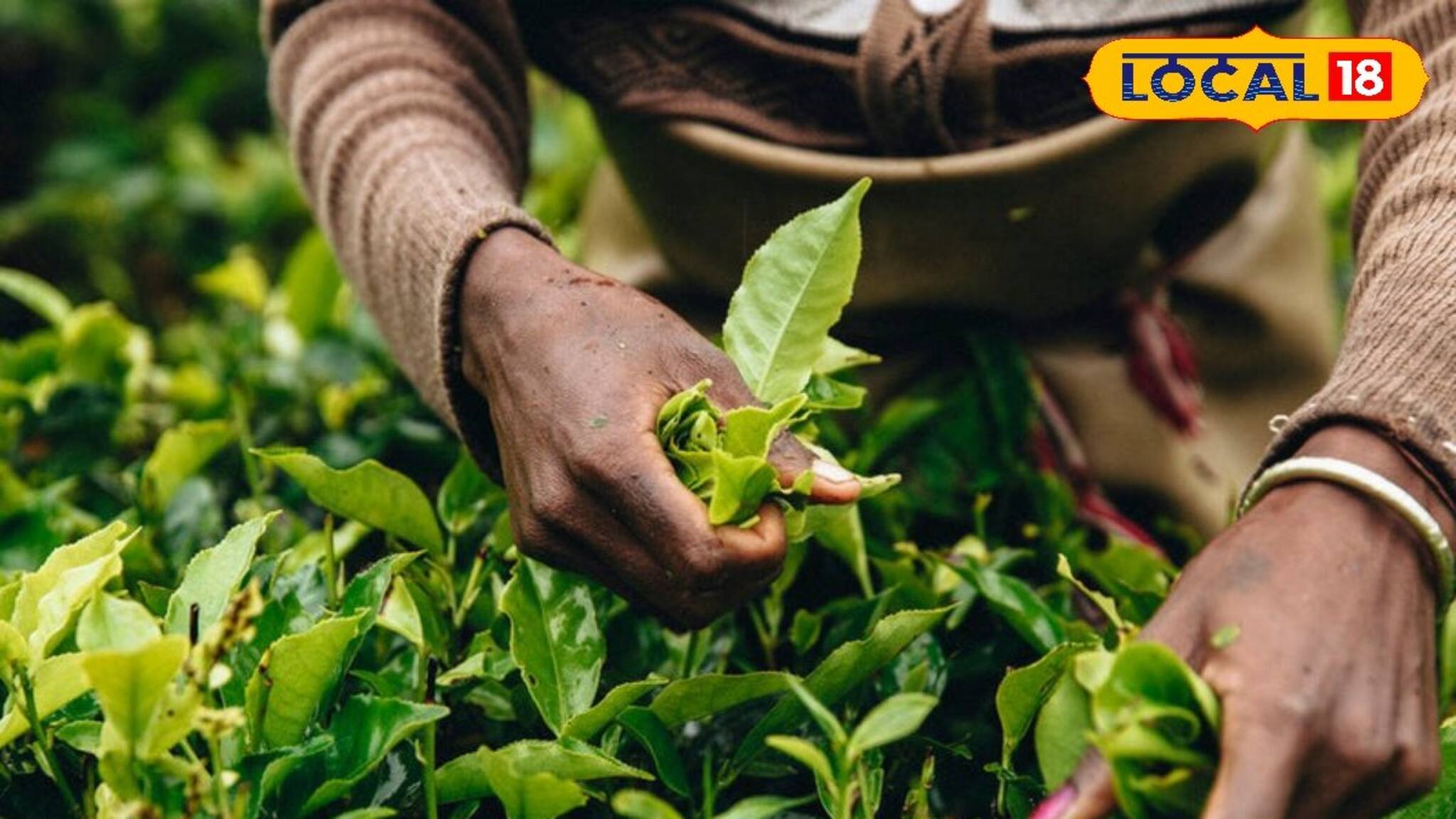 দার্জিলিং চায়ের নামে নেপালি চা কিনছেন না তো? খেলেই বিপদ, ব্যবস্থা নিচ্ছে সরকার