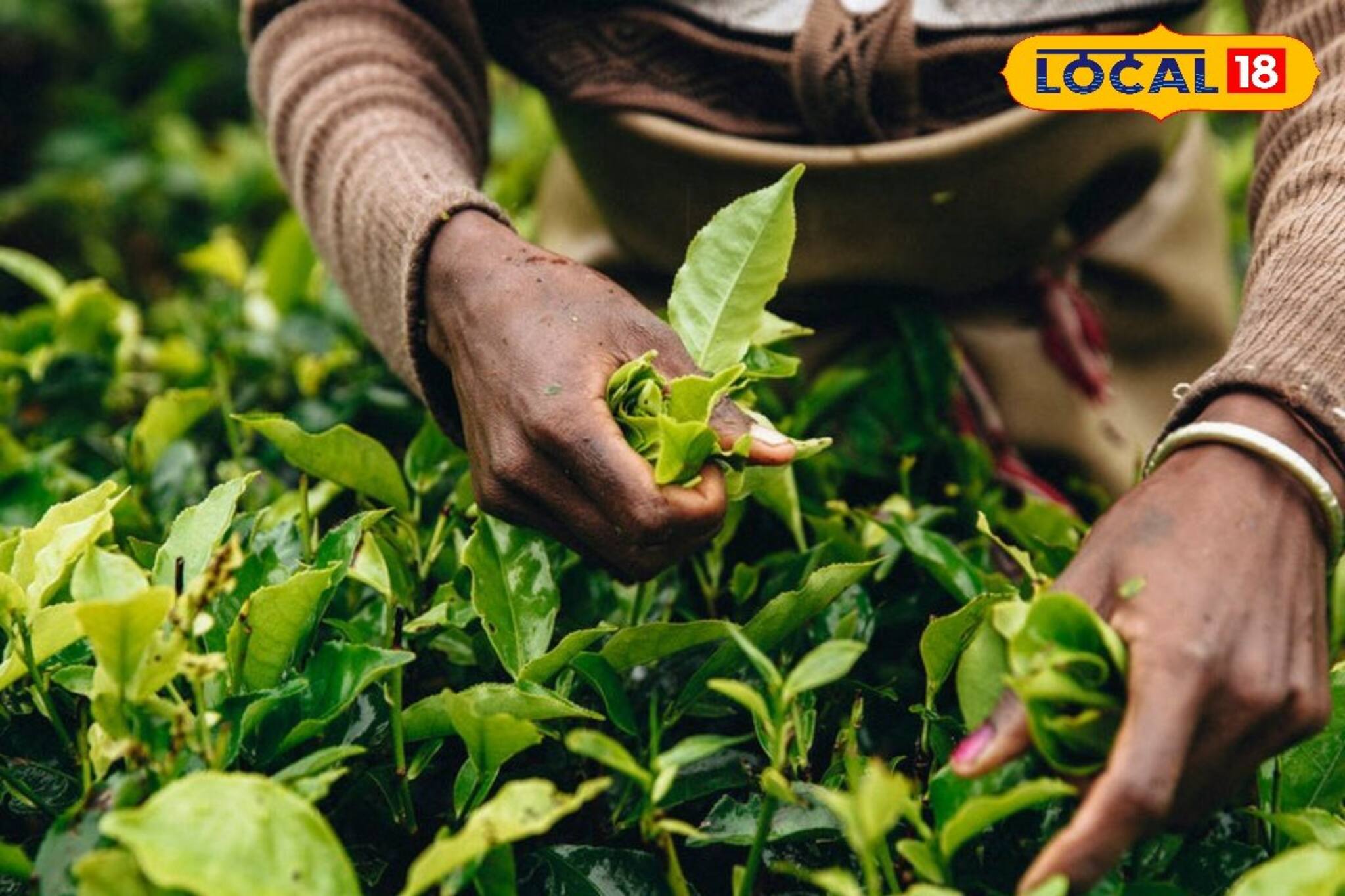 দার্জিলিং চায়ের নামে নেপালি চা কিনছেন না তো? খেলেই বিপদ, ব্যবস্থা নিচ্ছে সরকার