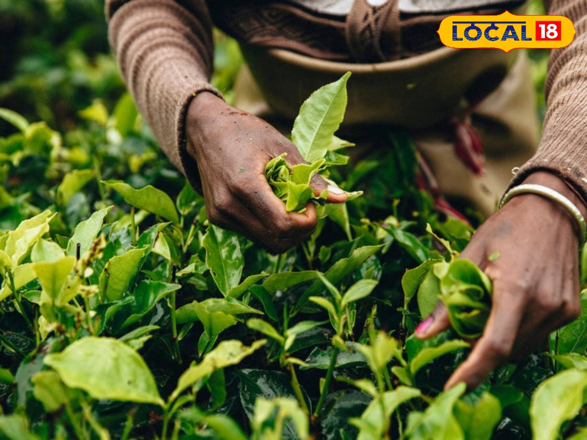 দার্জিলিং চায়ের নামে নেপালি চা কিনছেন না তো? খেলেই বিপদ, ব্যবস্থা নিচ্ছে সরকার