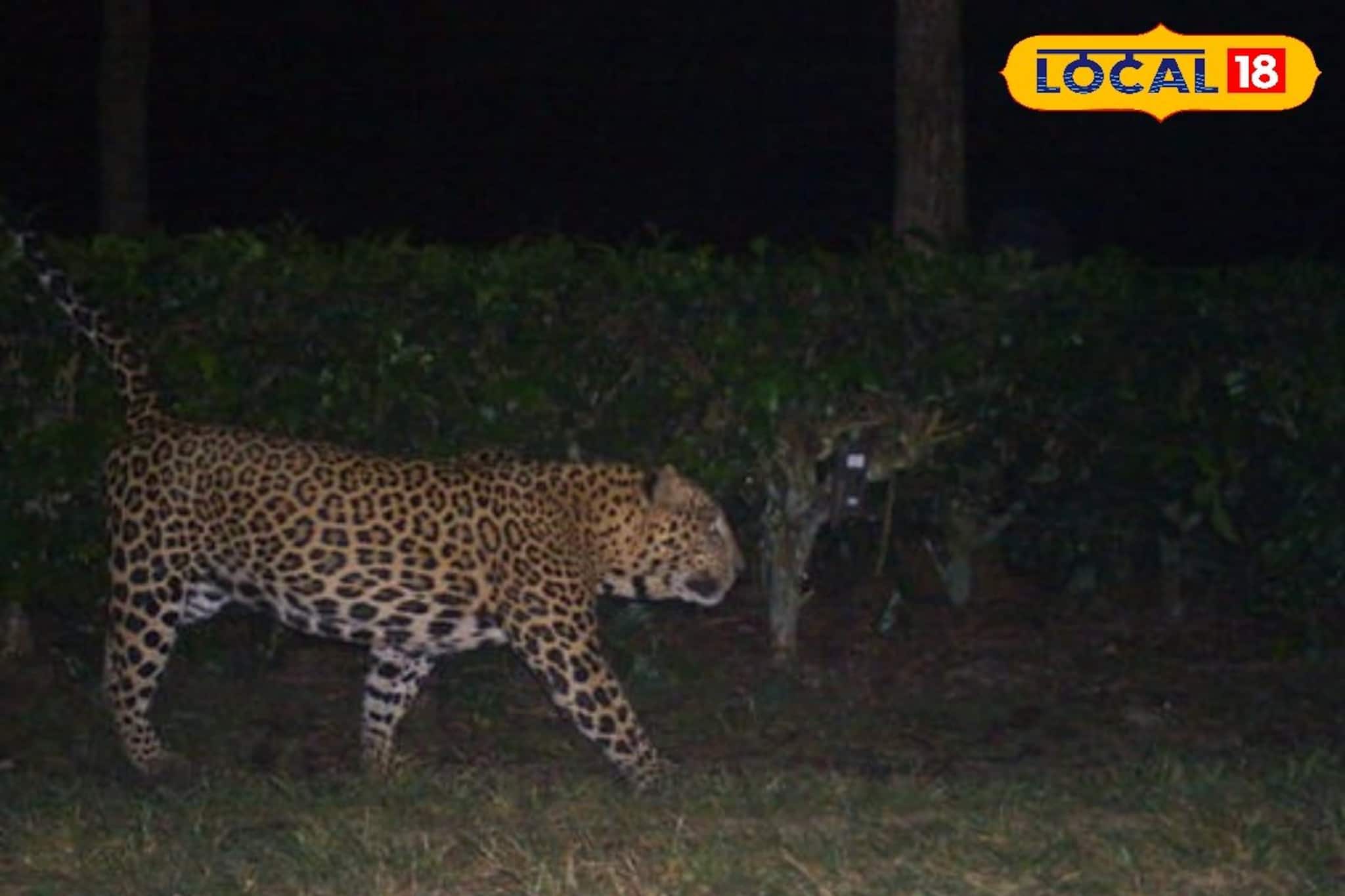 ছাগল চুরি করে পালাচ্ছিল! চোর ধরতে গিয়ে চোখ কপালে গ্রামবাসীদের