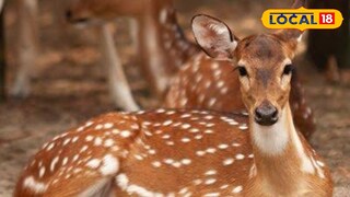 স্পটেড ডিয়ার (প্রতীকী ছবি)