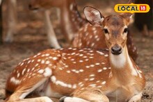 চা বাগানের শ্রমিকপাড়ায় পথভোলা বনের হরিণ! তাকে ধরে ফেলে কী করলেন বাসিন্দারা!