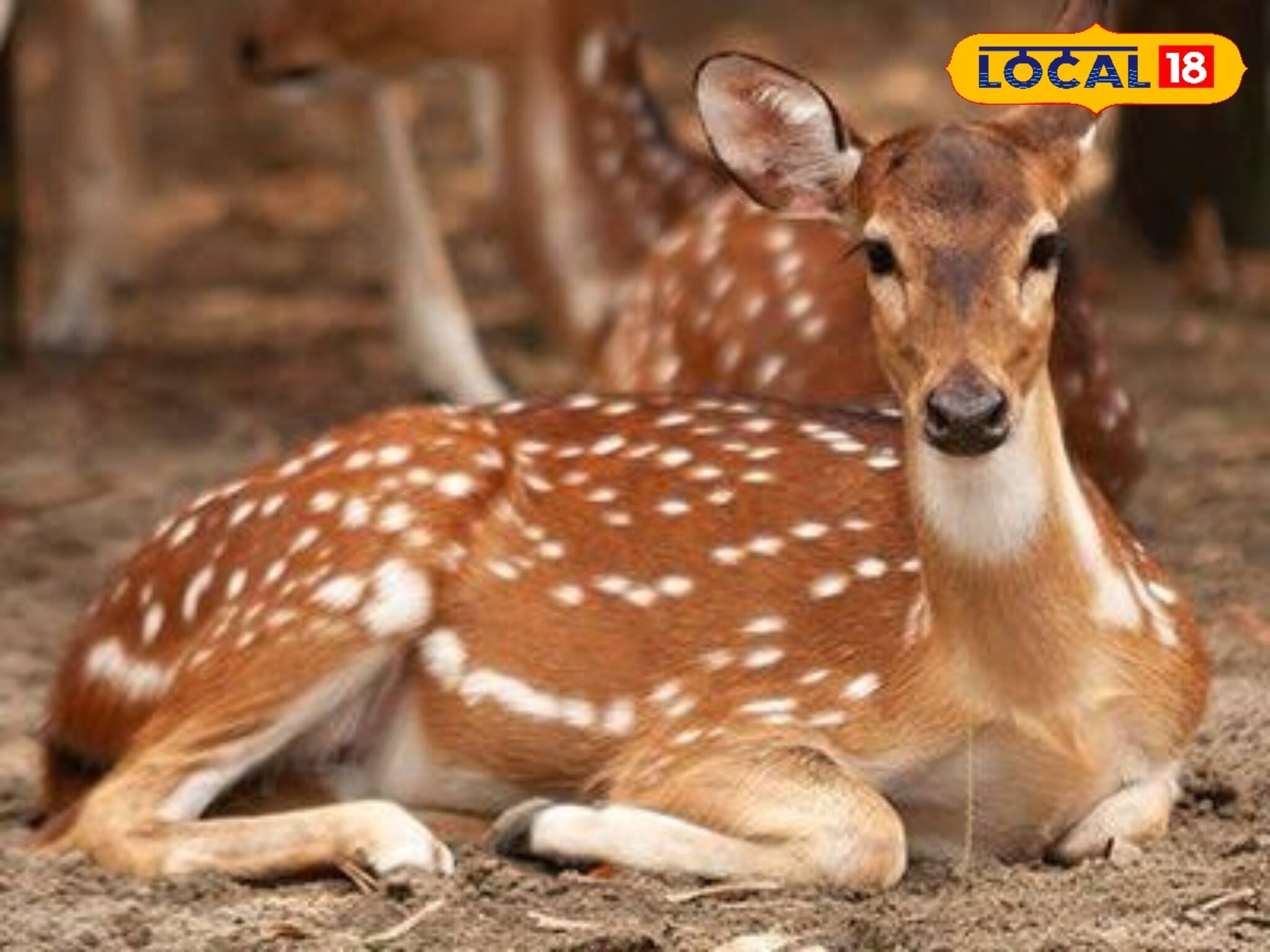 চা বাগানের শ্রমিকপাড়ায় পথভোলা বনের হরিণ! তাকে ধরে ফেলে কী করলেন বাসিন্দারা!