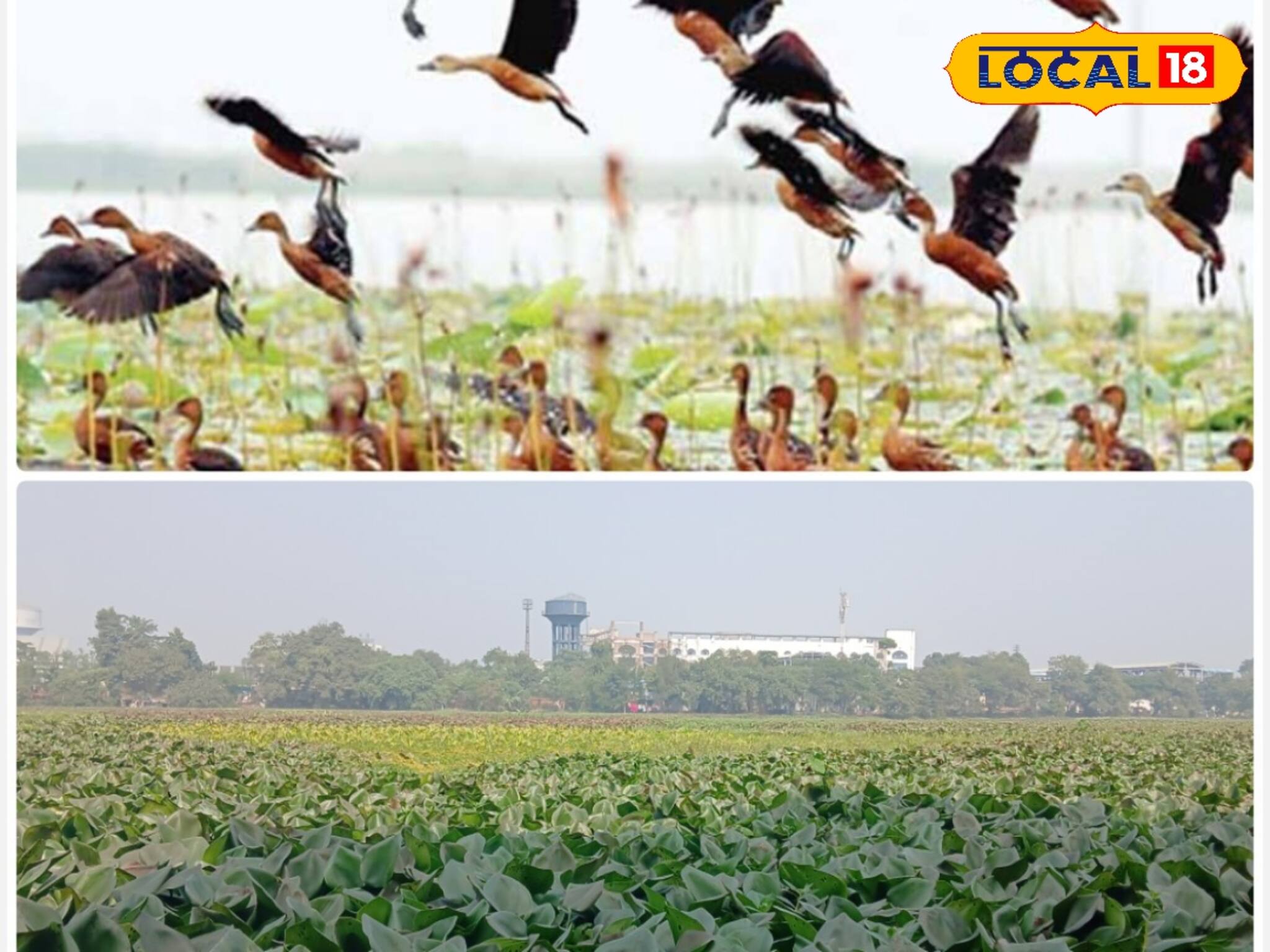 কীভাবে বাঁচবে সাঁতরাগাছি ঝিল, আবার ফিরবে পরি‌যায়ী পাখি! জানাচ্ছেন বিশেষজ্ঞরা