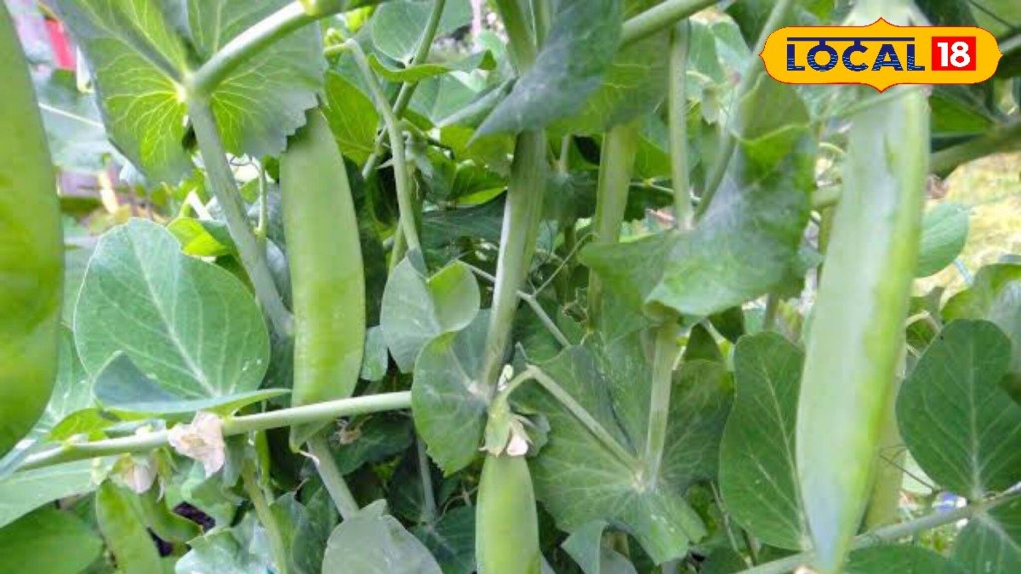 শীতের পরেও মিলবে মটরশুঁটি! চাষ করুন হাজার প্রজাতির ঠান্ডার সবজি