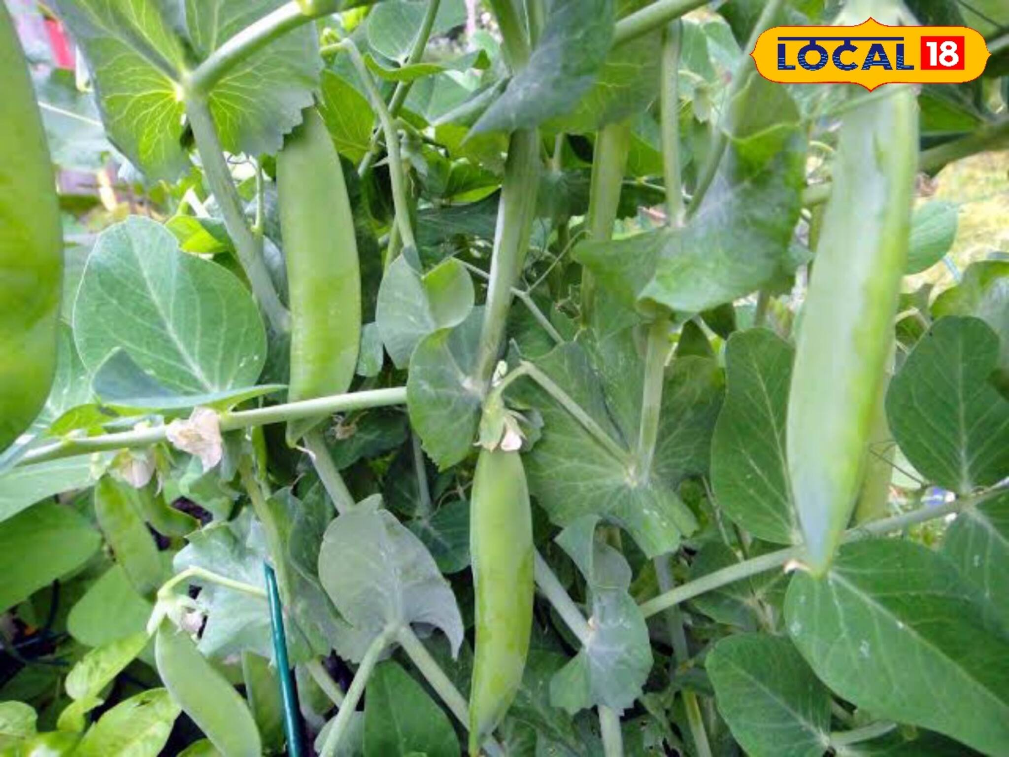 শীতের পরেও মিলবে মটরশুঁটি! চাষ করুন হাজার প্রজাতির ঠান্ডার সবজি