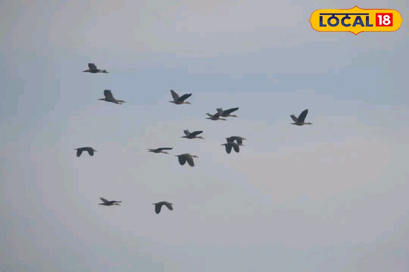 পরিযায়ী পাখির মধ্যে কমন শেলডাক, হুইসলিং ডাক, বিভিন্ন প্রজাতির সি গাল-এর কলরবে ভরে উঠেছে বাদাবন ও নদীর চর।তবে দক্ষিণ ২৪ পরগনার অন্যান্য জায়গায় এবার এখনও পর্যন্ত পরিযায়ী পাখিদের ভিড় সেভাবে জমে ওঠেনি। 