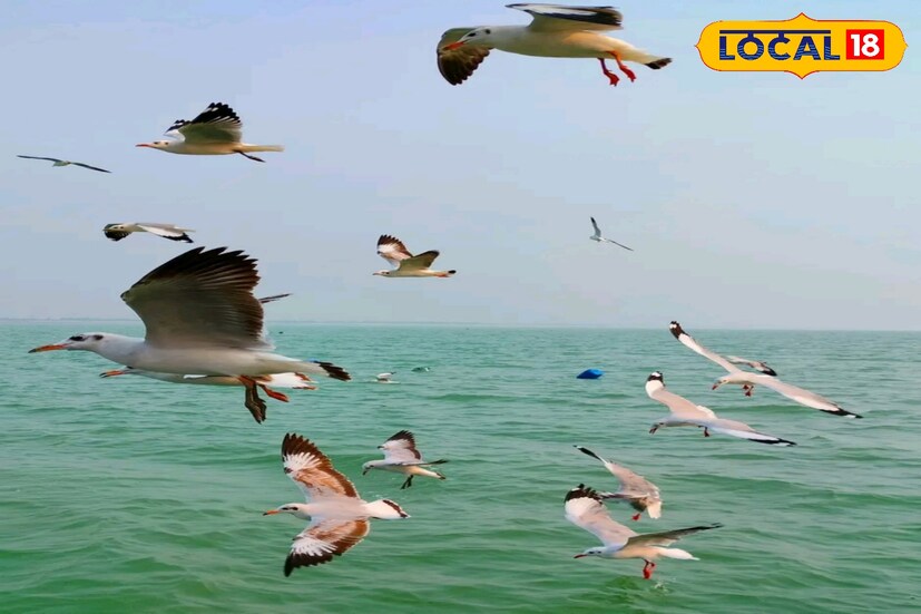 শীতের মরশুমে পরিযায়ী পাখির দেখা মিলছে সুন্দরবনের বেশ কয়েকটি দ্বীপে। জম্বুদ্বীপ, ফ্রেজারগঞ্জ, লোথিয়ান, কালিস্তান ও কলসদ্বীপে এই পাখিদের দেখা যাচ্ছে। ফলে ওই দ্বীপগুলি থেকে ঘুরে আসতে পারেন আপনিও।
