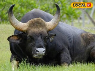 বাইসন  বাইসন