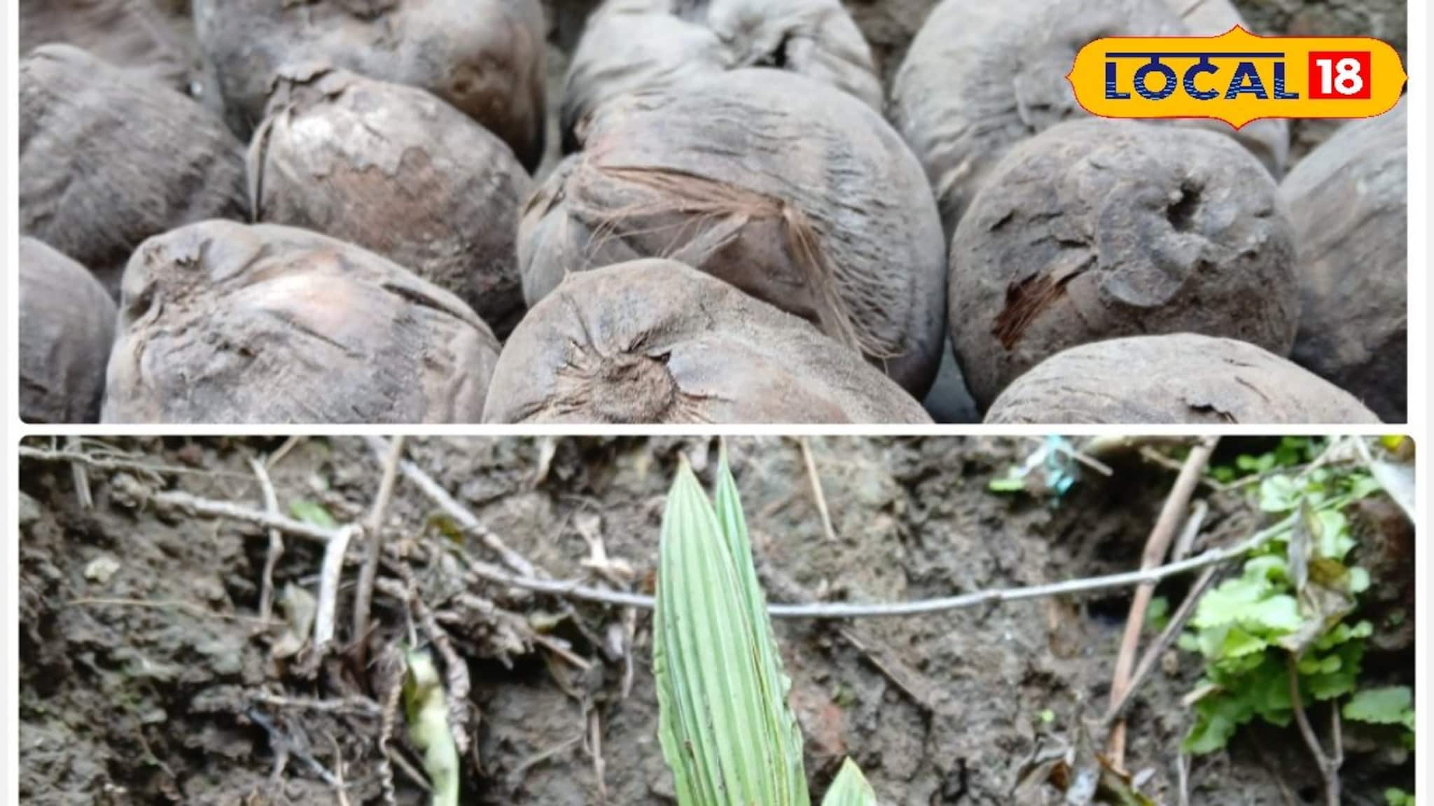 Business Opportunity: নার্সারিতে করুন নারকেল গাছের চারা! পাবেন ২৫হাজার টাকা ভর্তুকি