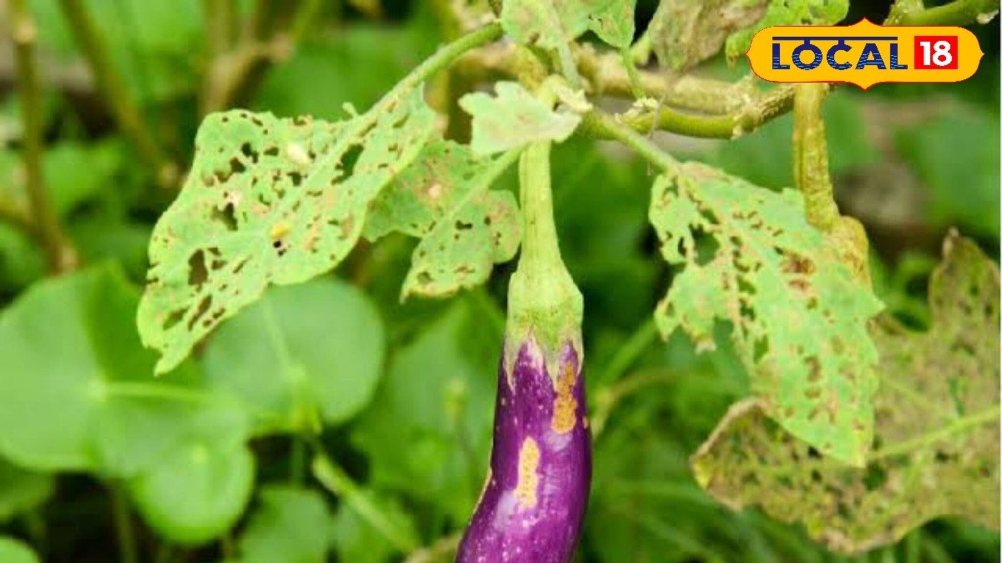 ধারেকাছে আসবে না পোকা, শীতেও বেগুন চাষে লাফিয়ে লাফিয়ে বাড়বে ফলন!মানুন হবে ৭ টিপস