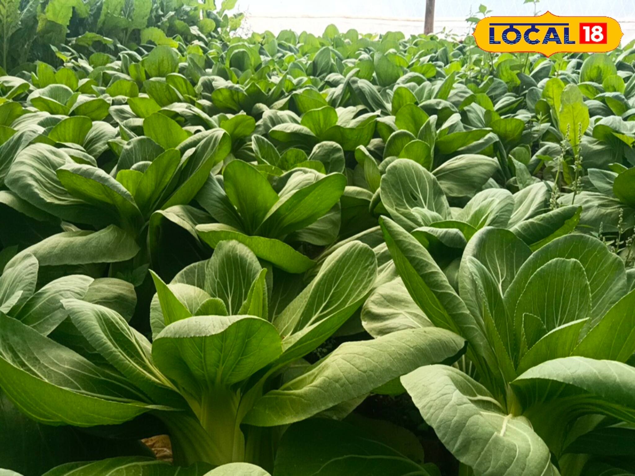চিনা শাকের চাহিদা বাড়ছে বাজারে! এই শাক চাষ করেই হতে পারেন লাখপতি!