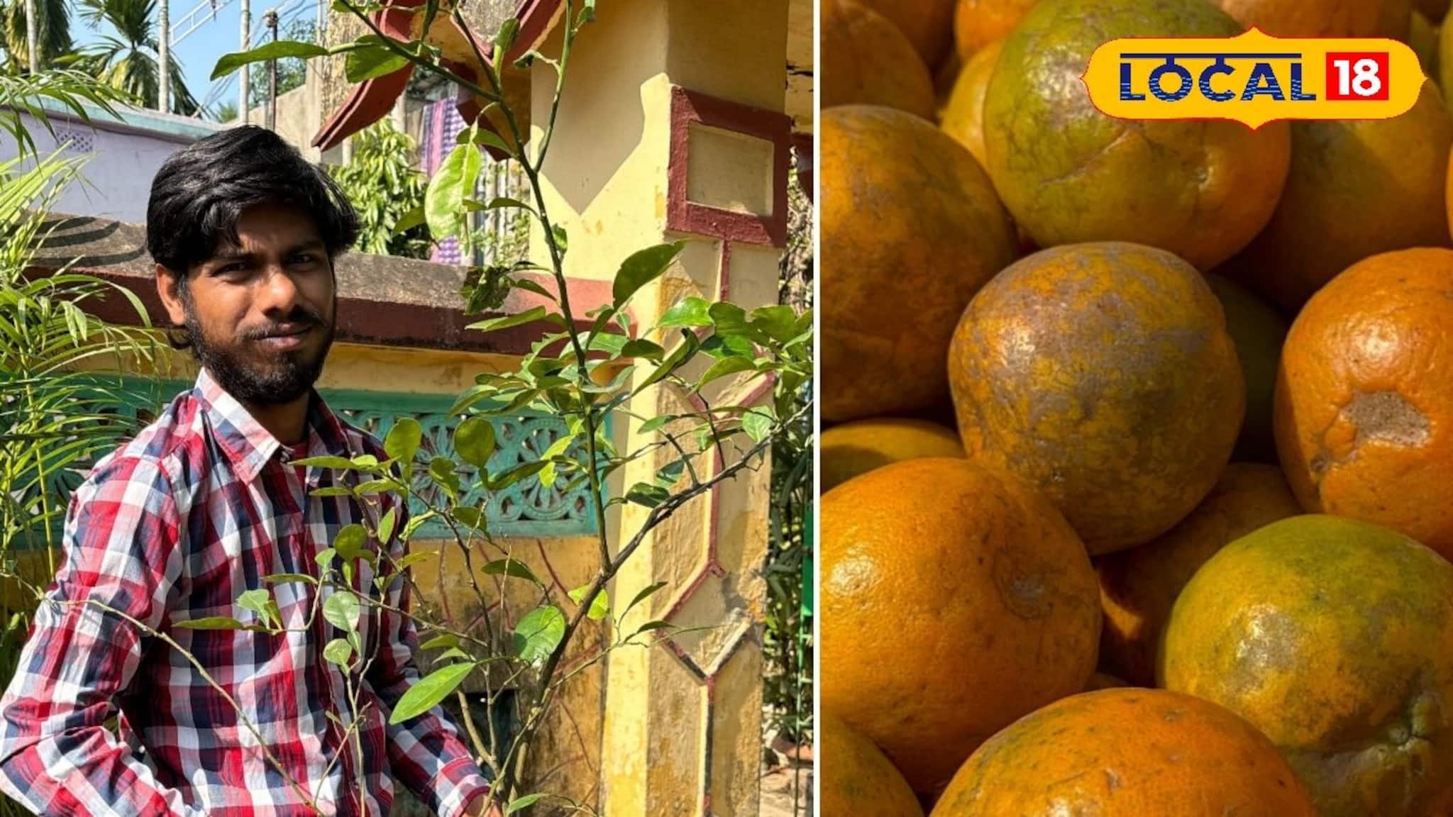 New Business Idea: বাড়িতেই লাগিয়ে ফেলুন কমলালেবু গাছ, ফলনও পাবেন বেশ ভাল 