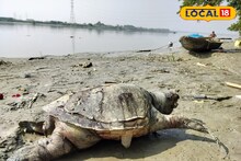 নদীর পাড়ে বিশাল আকৃতির কালচে হলুদ ওটা কী...! সমুদ্রের জীব কেন হাওড়ায়! তোলপাড়
