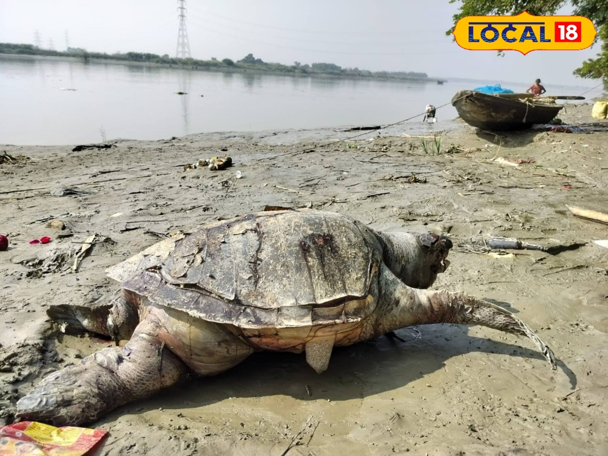 নদীর পাড়ে বিশাল আকৃতির কালচে হলুদ ওটা কী...! সমুদ্রের জীব কেন হাওড়ায়! তোলপাড়