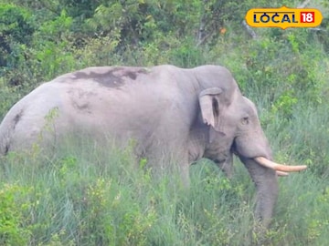 বুনো বুনো