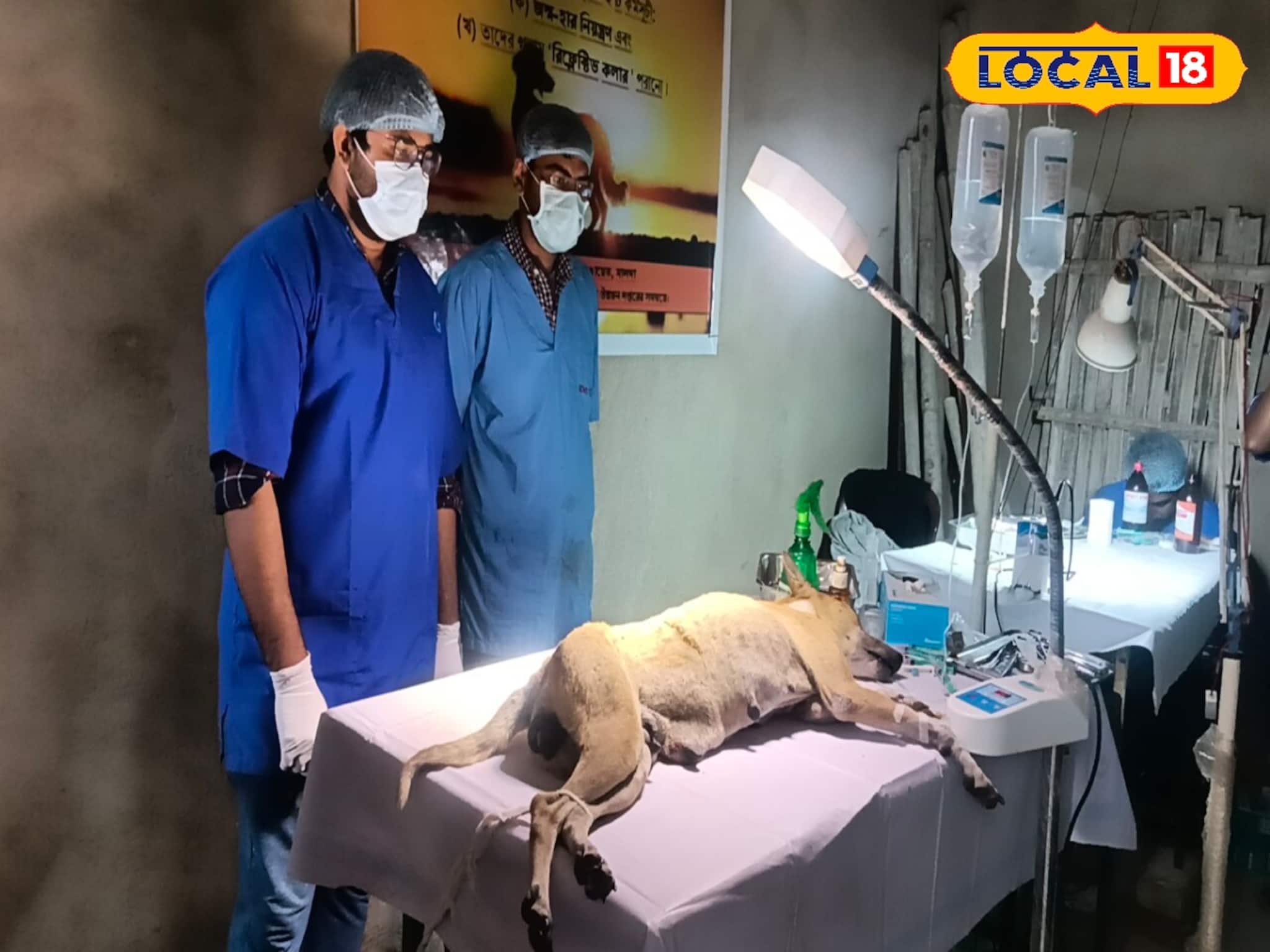 রাস্তায় কুকুর দেখলেই খপ করে ধরে ফেলছে এই পঞ্চায়েত! তারপরেই শুরু মোক্ষম দাওয়াই