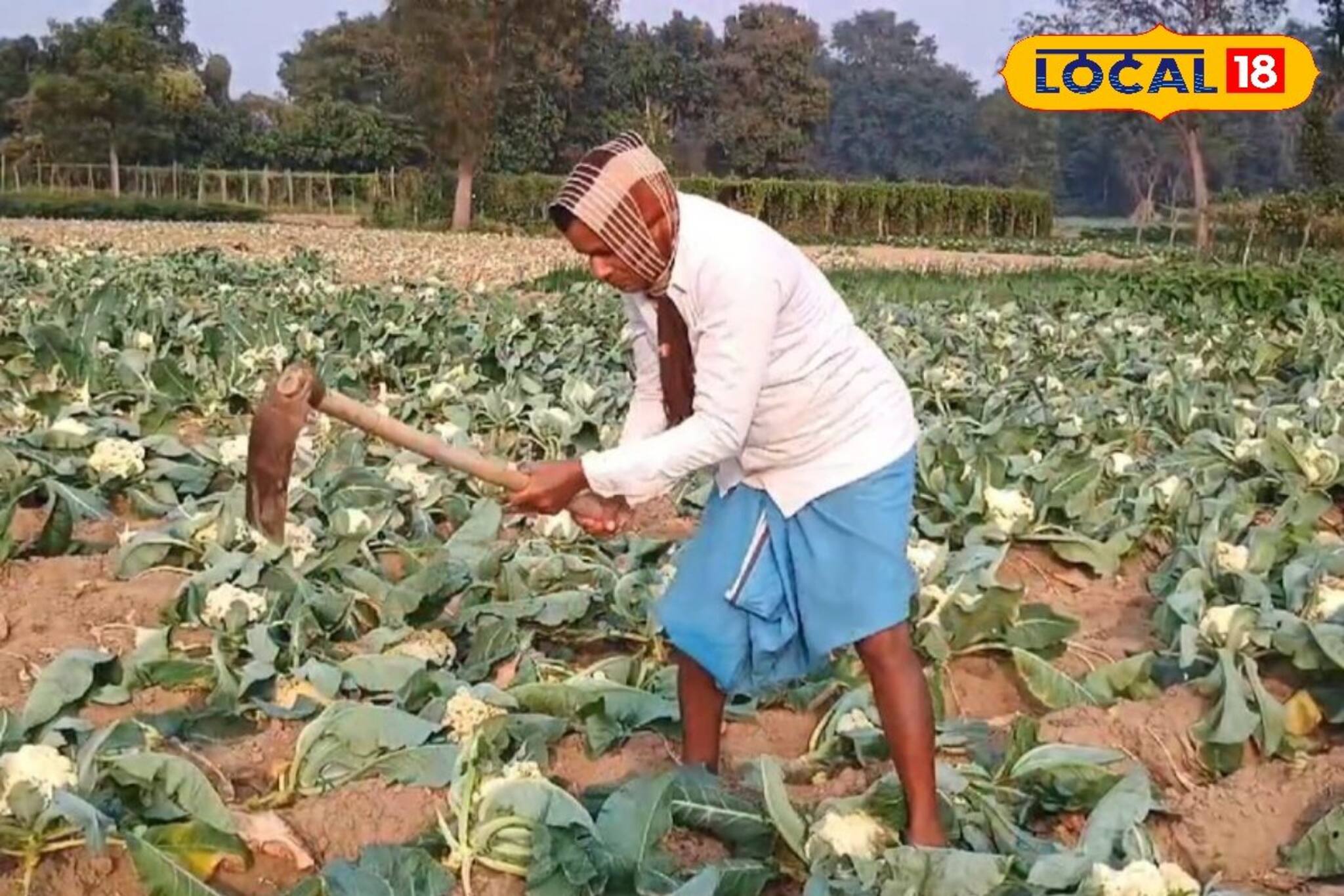 ১-২ টাকাতেও কেউ কিনছে না! রাগে মাঠের ফুলকপি মাঠেই তছনছ করে দিলেন চাষিরা