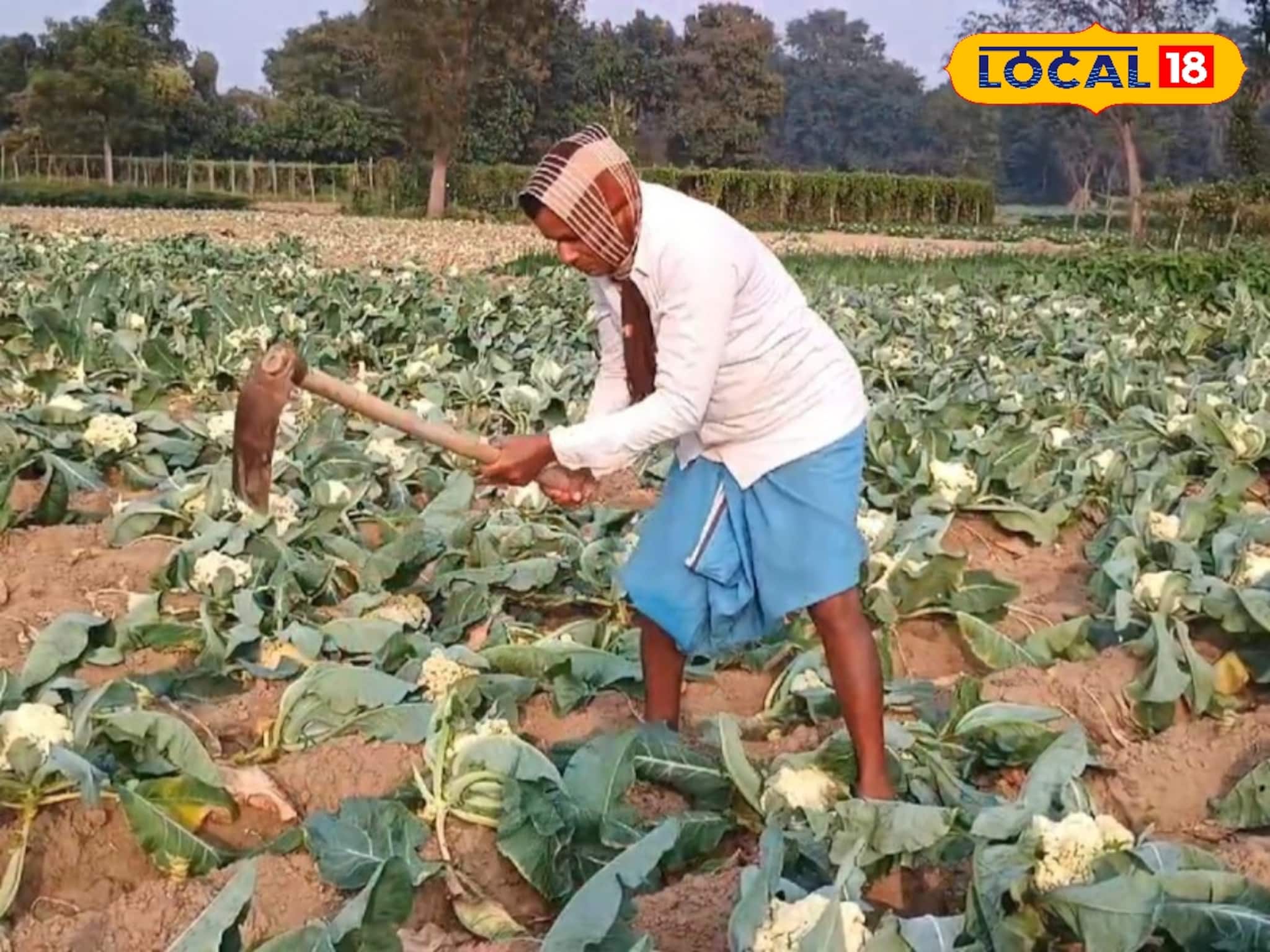 Jhargram News: ১-২ টাকাতেও কেউ কিনছে না! রাগে মাঠের ফুলকপি মাঠেই তছনছ করে দিলেন চাষিরা