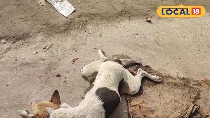 অসুস্থ হয়ে পড়ে রয়েছে সারমেয় 